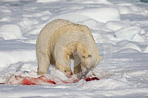 Not much is left after the polar bear feasts on the seal