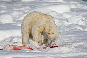 Not much is left after the polar bear feasts on the seal photo