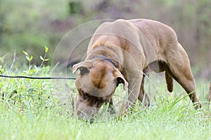 Not neutered chocolate Lab mixed dog eating grass