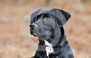 Cute Black Beagle Dachshund mixed breed puppy dog mutt photo