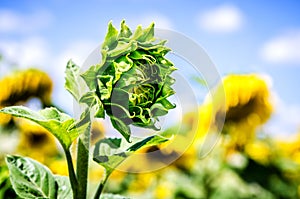 Not opened sunflower against the background of a field of yellow sunflowers.