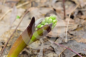 Not an ordinary flower plants Zsolt beauty of nature