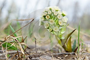 Not an ordinary flower plants Zsolt beauty of nature