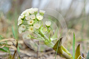 Not an ordinary flower plants Zsolt beauty of nature