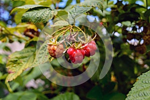Not Plucked raspberries on a branch