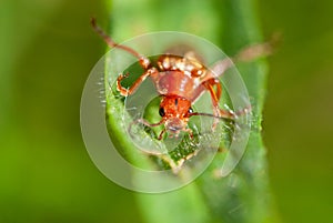 This is not a red soldier soft-bodied, straight-sided beetle, it is a red curious animal on a green leaf