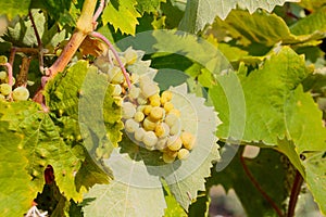 Not ripe berry. bunch of unripe green grapes. Fresh green grapes on the vine in sunlight. Not yet ripe grapes growing on