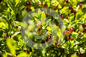 Not ripe bilberry Vaccinium myrtillus