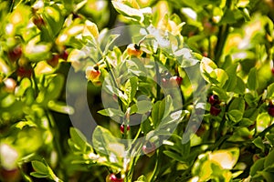 Not ripe bilberry Vaccinium myrtillus