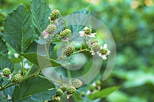 Not ripe blackberries.Not ripe wild raspberries in the forest. not ripe blackberry among green leaves