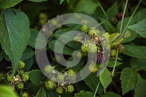 Not ripe blackberry Morus nigra