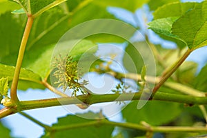 Not stretching the inflorescence,Flowering vine on the way to grape