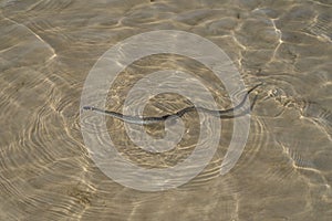 Not a venomous dark green snake grass-snake, with yellow spots on its head, swims on transparent water.