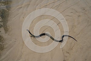 Not a venomous dark green snake grass-snake, with yellow spots on its head, swims on transparent water.