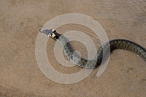 Not a venomous dark green snake grass-snake, with yellow spots on its head, swims on transparent water.