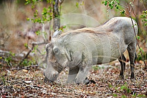 Not your average pig. a warthog in its natural habitat, South Africa.