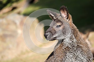 Notamacropus Rufogriseus is a medium-sized Macropod Marsupial