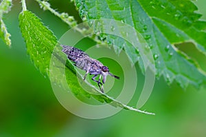 The Notch-horned cleg fly sitting on nettle leaf