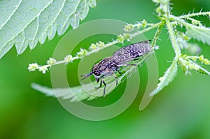 The Notch-horned cleg fly sitting on nettle leaf