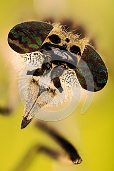 Notch-horned Cleg, Haematopota pluvialis, Common Horse Fly
