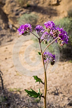 Notch-leaf scorpion-weed Phacelia crenulata blooming in Joshua Tree National Park, California photo