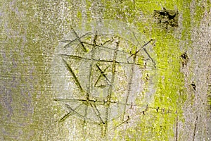 Notched beech tree bark with the game noughts and crosses.