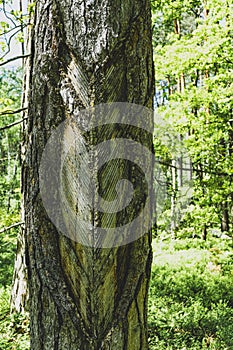 Notches On The Pine Bark For Resin Extraction