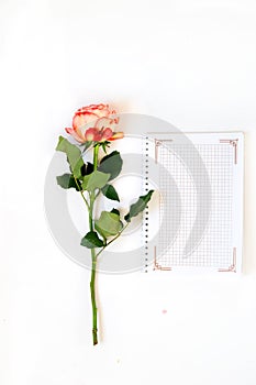Daily note-book of love and pink rose on a white paper background. for valentine`s day