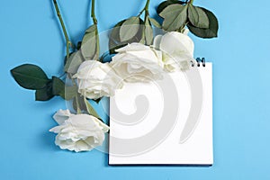 Notebook on the springs with a white rose on a blue background with an empty space for notes.