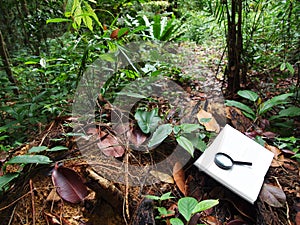 Notebook, tropical rainforest background