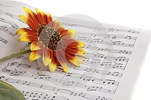 Noty na hudba kvetina 