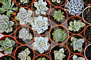 Cactus plants come in a number of varieties and shapes.