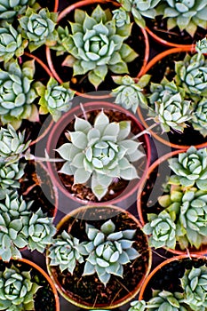 Cactus plants come in a number of varieties and shapes.