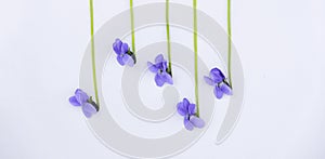 Notes of purple hyacinth flowers and stems on a white background. Musical summer abstraction top view