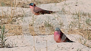 Nothern Carmine Bee-eater (Merops nubicoides)