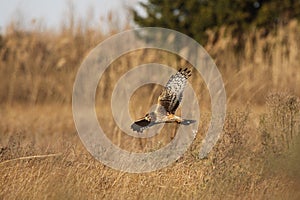 Nothern Harrier in flight at Fowler Beach