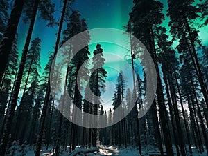 Nothern lights winter forest landscape. New Year concept