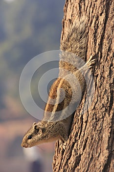 Nothern palm squirrel (Funambulus pennantii) photo