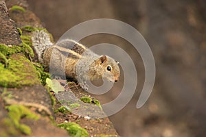 Nothern palm squirrel (Funambulus pennantii) sitti photo