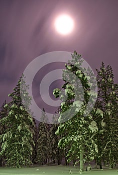 Nothern winter forest moonlight