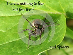 Nothing to fear but spiders - Humorous Inspirational Quote