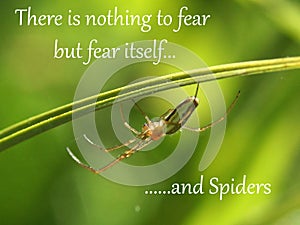 Nothing to fear but spiders - Humorous Inspirational Quote