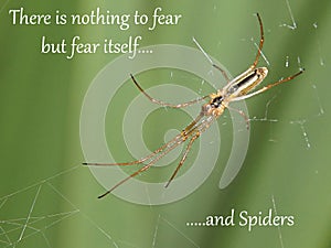 Nothing to fear but spiders - Humorous Inspirational Quote