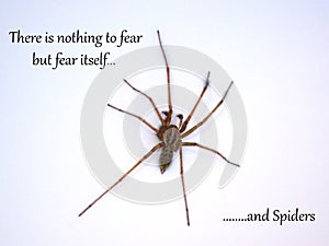 Nothing to fear but spiders - Humorous Inspirational Quote