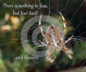 Nothing to fear but spiders - Humorous Inspirational Quote