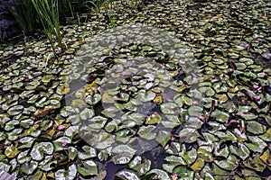 Nothing but Water Lillies