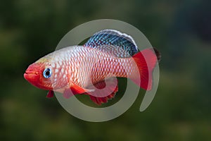 Nothobranchus guenteri killifish