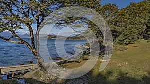 The nothofagus tree grows on the shore of the blue lake of Patagonia.