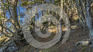 Nothofagus trees grow on the hillside. Curved trunks, exposed roots are visible.