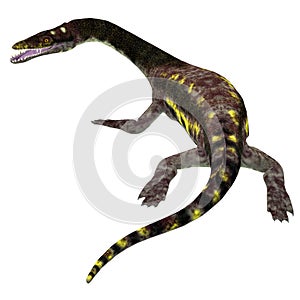 Nothosaurus Reptile Tail